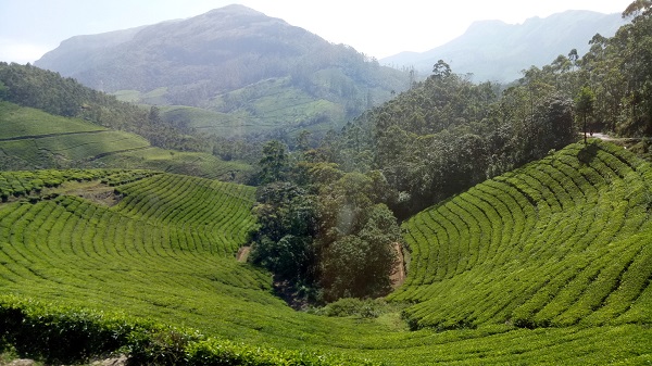 Jardín de té en Munnar, Kerala